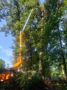 tree thinning branch removal trees thinned tree thinning service searcy cabot conway jacksonville newport heber springs cabot arkansas