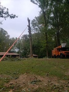 tree removal searcy ar