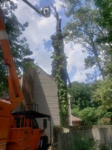 residential tree removal searcy arkansas cabot ar jacksonville conway vilonia rosebud trees removed cabot heber springs