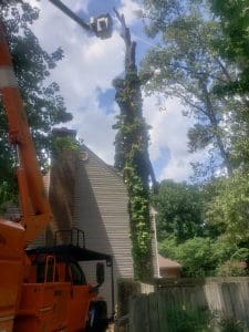 tree removal kensett ar