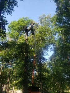 tree top trees topped tree top removed searcy cabot arkansas heber springs ar
