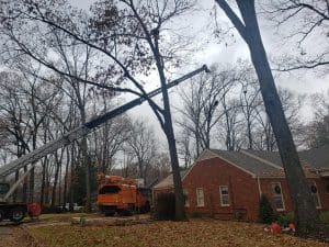 tree services cabot ar