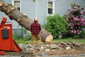 tree removal service searcy cabot augusta beebe bald knob arkansas ar trees removed remove tree