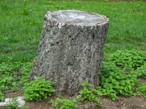 stump removal stumps removed searcy arkansas stump grinding stumps taken out professional stump removal searcy beebe cabot conway vilonia rosebud arkansas