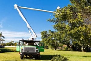 tree services near me