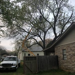 Tree Trimming Searcy AR