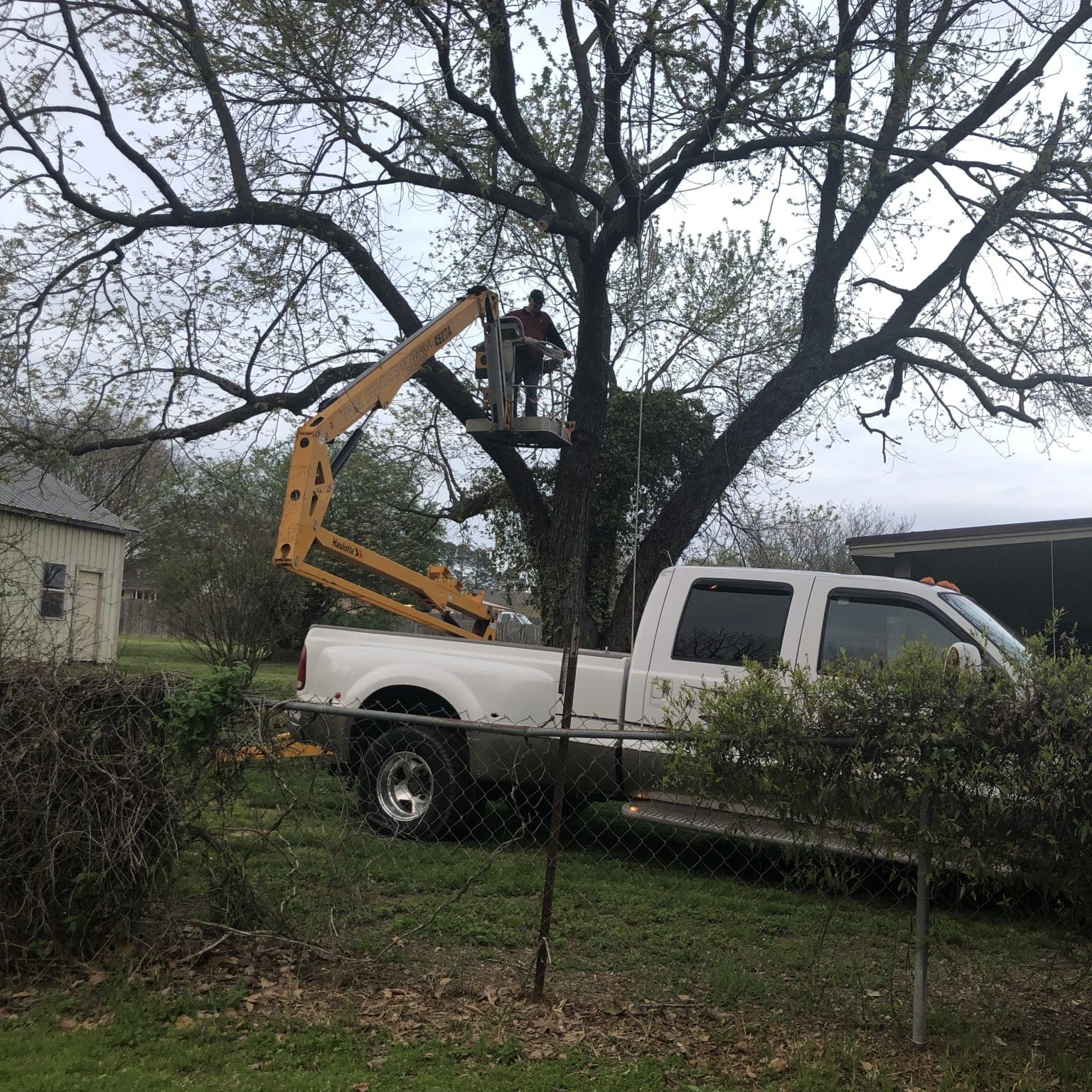 Tree Removal ⋆ Searcy Tree Service ⋆ Trees Removed