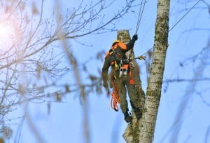 tree service near me searcy ar