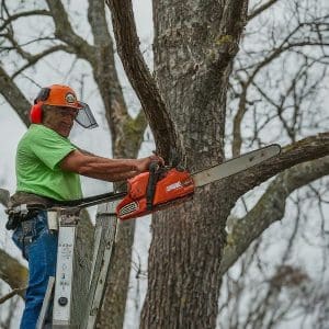 Tree Cutting Services Near Me Searcy AR