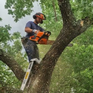 Tree Removal Near Me Searcy AR