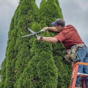 Tree Trimming Services Near Me Searcy AR