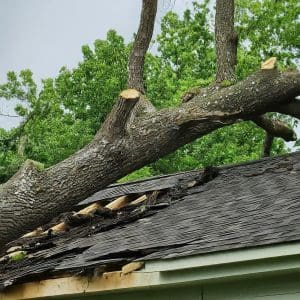 Hazardous Tree Removal Jacksonville AR