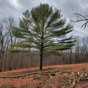 Land Clearing Services Near Me Searcy AR