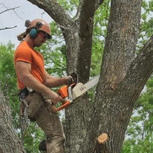 Tree Cutting and Removal Searcy AR