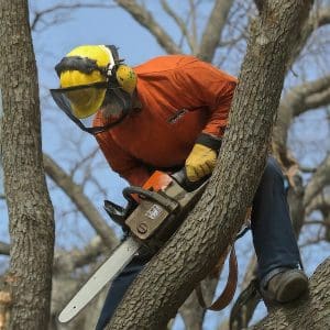 Tree Removal Companies Jacksonville AR