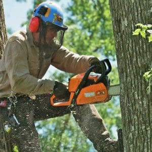 Tree Removal Company in Augusta Searcy AR