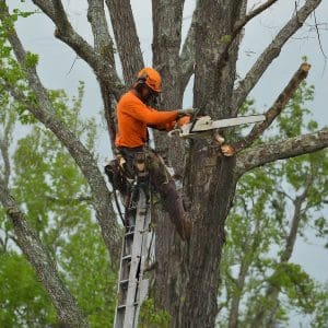 Tree Service Central Arkansas Searcy AR