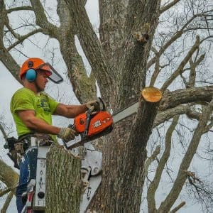 Tree Services Jacksonville AR